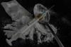 Udta Pune | From Cultural Capital to Narcotic Trap: Pune’s Struggle with Drug Menace