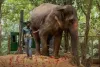 Public Movement Erupts in Kolhapur Demanding Return of Elephant Mahadevi from Ambani’s Vantara Project