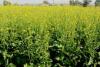 Case Filed Against Tehsildar and 9 Others for Usurping Government Land