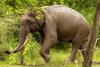 Kerala to Form 500-Member Special Reserve Force to Prevent Wild Elephant Attacks