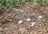 Nine Crocodile Hatchlings Die in Heatwave