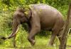 Kerala to Form 500-Member Special Reserve Force to Prevent Wild Elephant Attacks