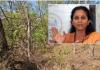 Supriya Sule Opposes PMC’s Plan to Remove Nearly 1,500 Trees at Mundhwa Botanical Garden