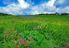 Flower season begins at 'Kaas Plateau', World Natural Heritage Site