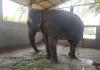 From Rescue to Return: Why Is Madhuri Being Sent Back to the Shed Where She Suffered?