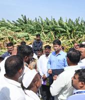 Collector Karthikeyan Inspects Hailstorm-Damaged Banana Plantations in Madha