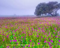 Boating to Boost Tourism at Kas Plateau!