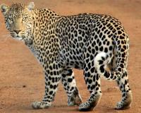 700 Traps, 250 Cameras, and ₹1.25 Crore Sanctioned to Control Leopard Menace in Pune District