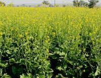 Case Filed Against Tehsildar and 9 Others for Usurping Government Land