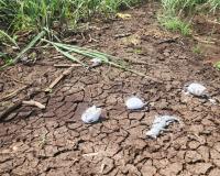 Nine Crocodile Hatchlings Die in Heatwave