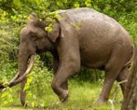 Kerala to Form 500-Member Special Reserve Force to Prevent Wild Elephant Attacks
