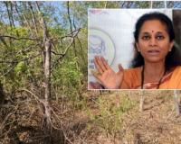 Supriya Sule Opposes PMC’s Plan to Remove Nearly 1,500 Trees at Mundhwa Botanical Garden