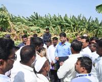 Collector Karthikeyan Inspects Hailstorm-Damaged Banana Plantations in Madha