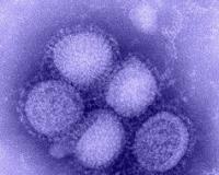 Swine Flu cases rise in Pimpri-Chinchwad, 31 reported in August