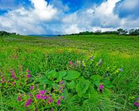 Flower season begins at 'Kaas Plateau', World Natural Heritage Site