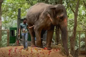 Public Movement Erupts in Kolhapur Demanding Return of Elephant Mahadevi from Ambani’s Vantara Project