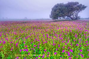 Boating to Boost Tourism at Kas Plateau!