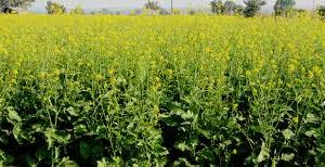 Case Filed Against Tehsildar and 9 Others for Usurping Government Land