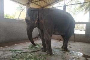 From Rescue to Return: Why Is Madhuri Being Sent Back to the Shed Where She Suffered?